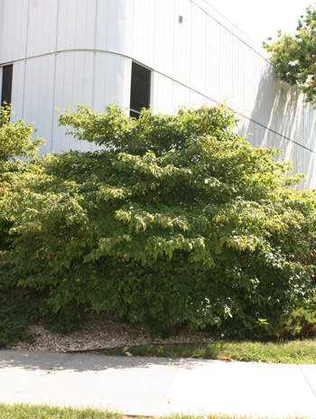 Summer - Pagoda Dogwood