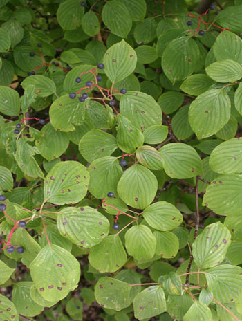 Summer '08 Leaf - Pagoda Dogwood