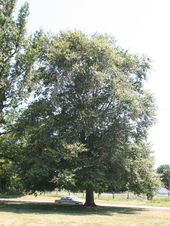 Summer - American Beech