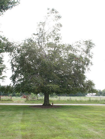 Summer '08 - American Beech