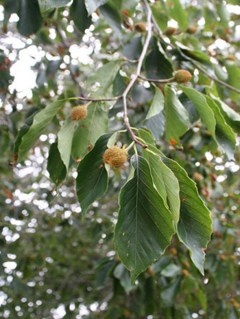 Fruit - American Beech