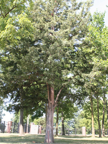 Summer - Eastern Red Cedar