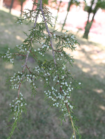 Fruit - Eastern Red Cedar