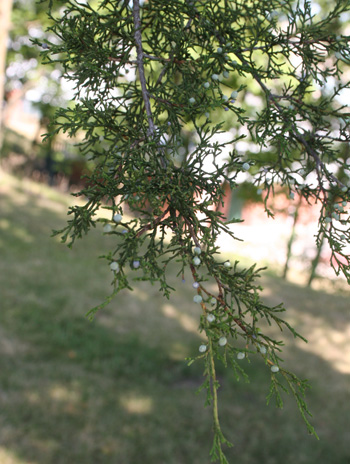 Leaf - Eastern Red Cedar