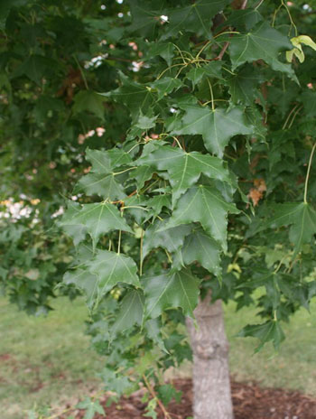 Summer '08 Leaf - Shantung Maple