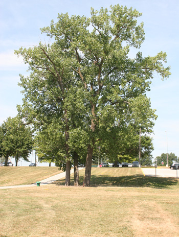 Summer - Eastern Cottonwood