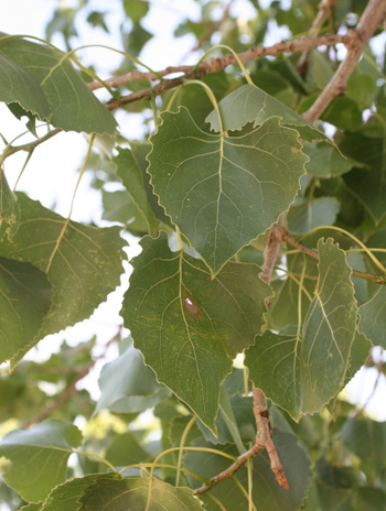 Leaf - Eastern Cottonwood