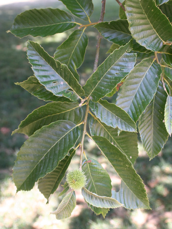 Leaf - Chinese Chestnut