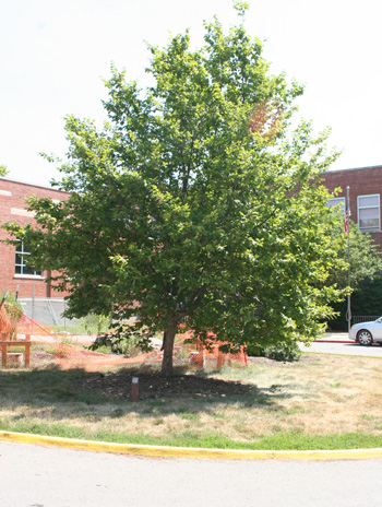 Summer - American Hophornbeam