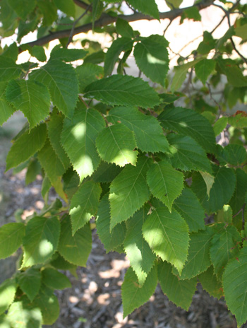 Leaf - American Hophornbeam