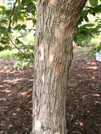 Summer '08 Bark - American Hophornbeam