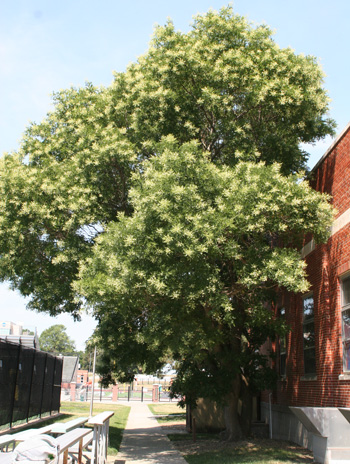 Summer - Scholar Tree