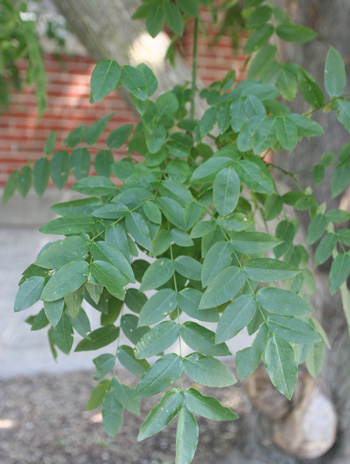Leaf - Scholar Tree