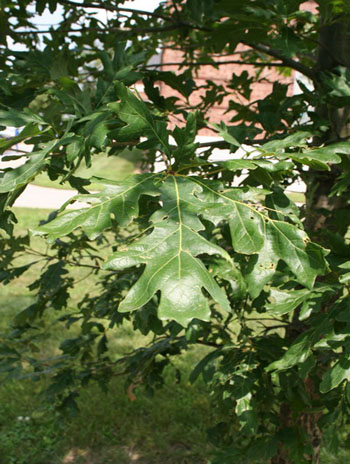 Summer '08 Leaf - Nuttall Oak