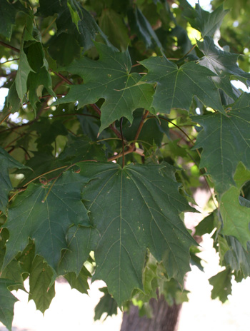 Leaf - Norway Maple