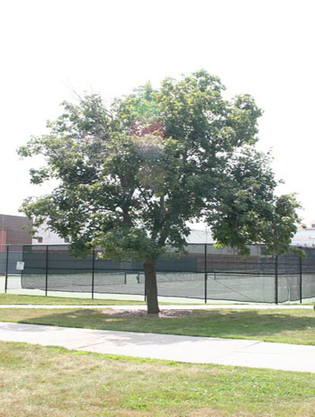 Summer '08 - Norway Maple