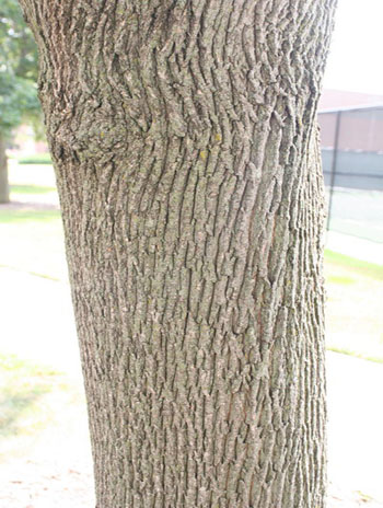 Summer '08 Bark - Norway Maple