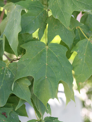 Leaf - Sugar Maple