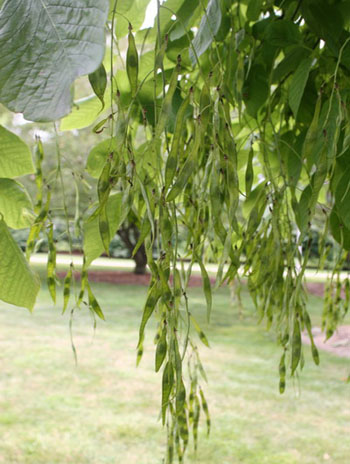 Summer '08 Fruit - American Yellowwood