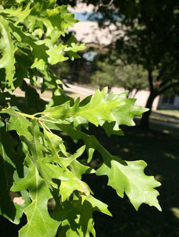Leaf - Overcup Oak