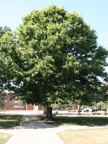 Summer - Overcup Oak