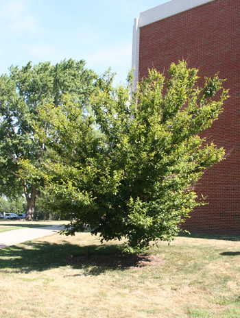 Summer - American Hornbeam