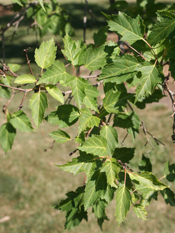 Leaf - Amur Maple