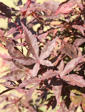 Leaf - Japanese Maple