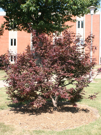 Summer - Japanese Maple