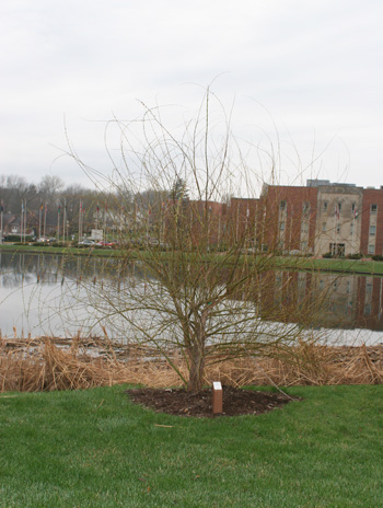 Spring - Golden Weeping Willow