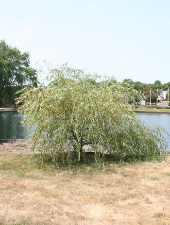  Summer - Golden Weeping Willow