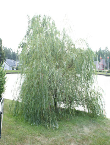 Summer '08 - Golden Weeping Willow