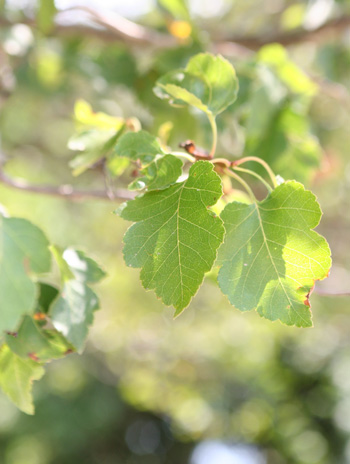 Leaf - Washington Hawthorn