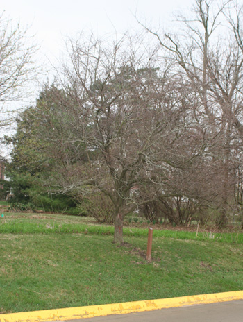 Spring - Washington Hawthorn