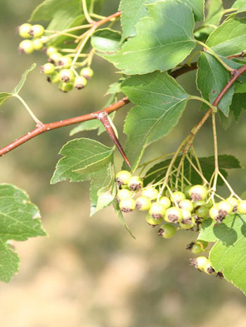 Summer '08 Fruit - Washington Hawthorn