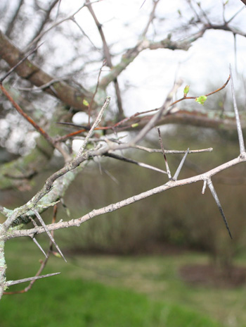 Twig - Washington Hawthorn