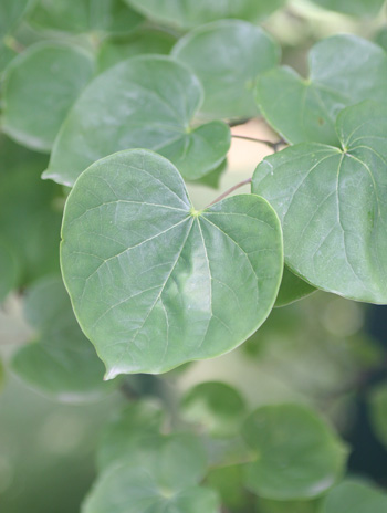 Leaf - Eastern Redbud