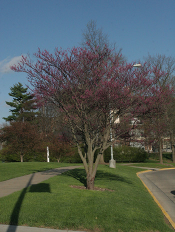 Spring - Eastern Redbud