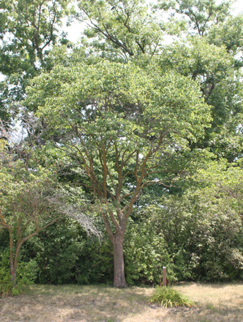 Summer - Eastern Redbud