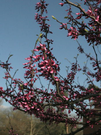 Flower - Eastern Redbud
