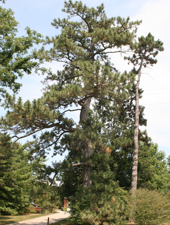 Summer - Austrian Pine