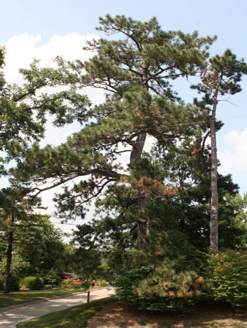 Summer '08 - Austrian Pine