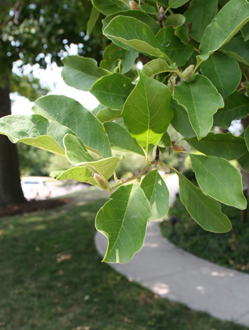 Leaf - Star Magnolia