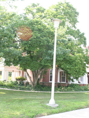 Summer '08 - Star Magnolia