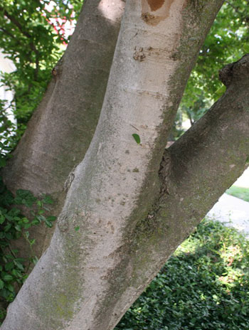 Summer '08 Bark - Star Magnolia