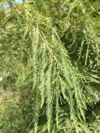 Leaf - Baldcypress