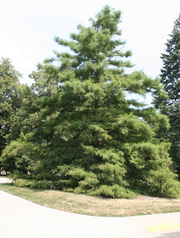 Summer - Baldcypress