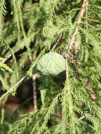 Summer '08 Fruit - Baldcypress