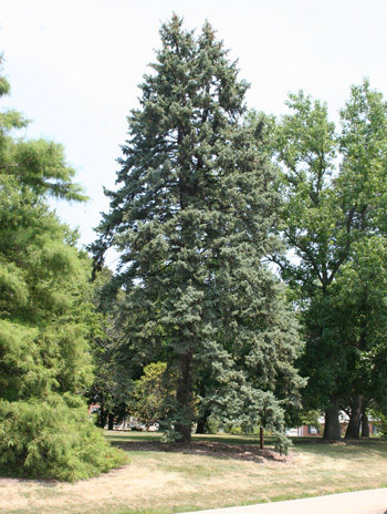 Summer - Colorado Blue Spruce