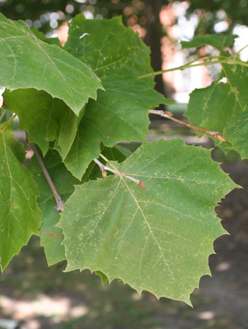 Leaf - Sycamore
